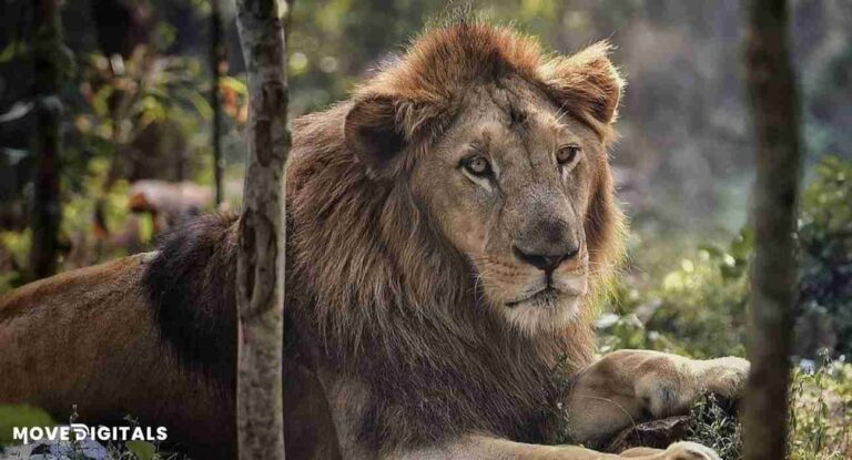 lion in nandankanan zoological park