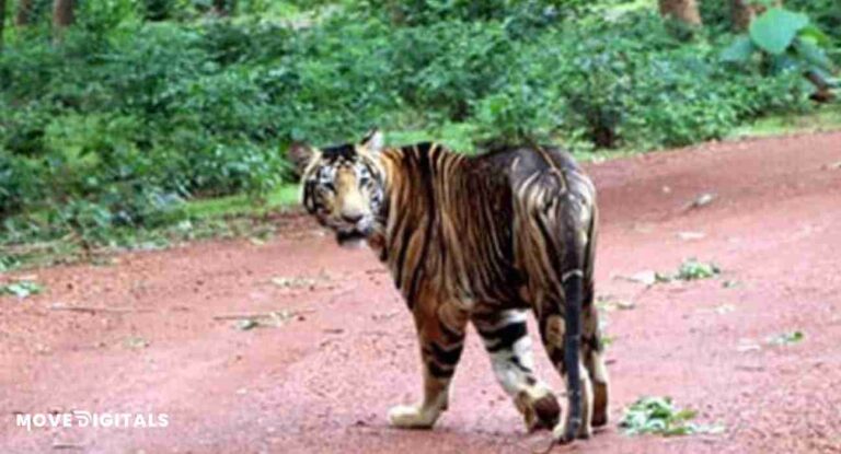 tiger in nandankanan zoological park